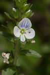 Thymeleaf speedwell